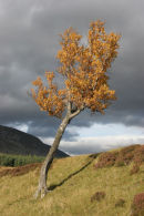 07-3439 Sunlit Sliver Birch (Betula Pendula) Near Braemar Scotland